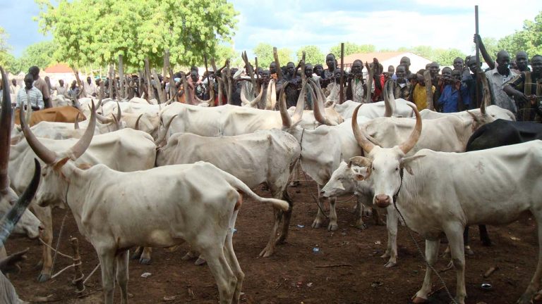 Cattle rustlers terrorise villagers