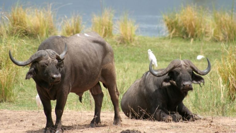 Zimbabwe lifts ban on buffalo bow hunting to boost tourism