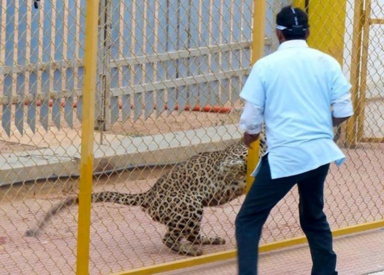 Leopard wreaks havoc in Beitbridge