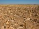 Drought to Slow Down Economic Progress As Zim Face a Dull 2020