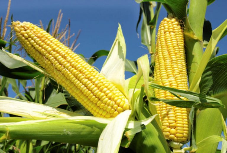 Drought-resistant maize variety a boon in Gutu