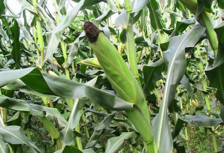 Solar powers Zim’s new green fields