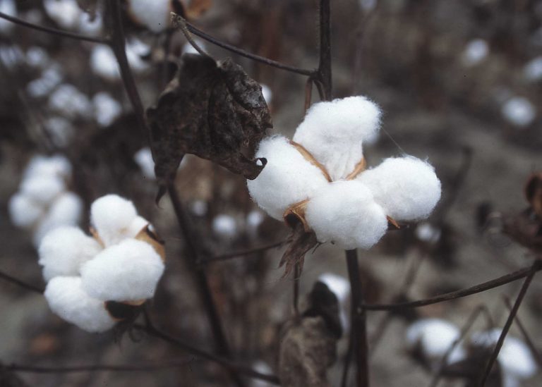Cotton farmers urged to deliver their crop