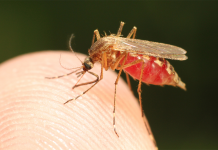 Malaria cases on the rise