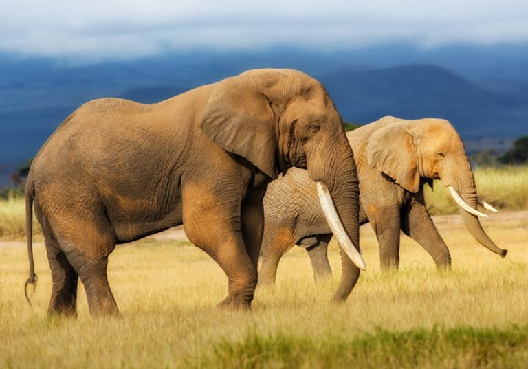 55 elephants starve to death