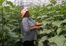 UK Medicinal Cannabis Company Eco Equity Begins Cannabis Cultivation in Zimbabwe