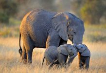 Cause Of Hwange Elephants’ Deaths Revealed