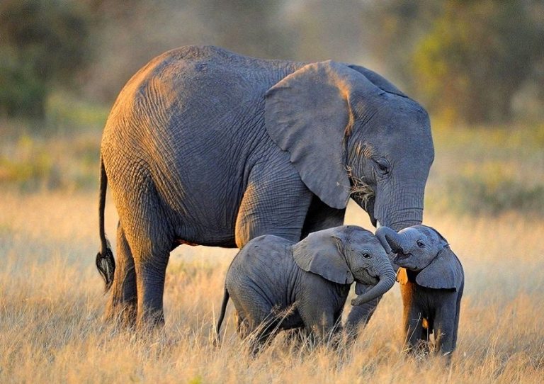 Elephants trample man to death