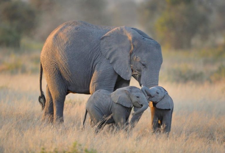 Outrage as 30 wild baby elephants ‘flown to China for lifetime in captivity’