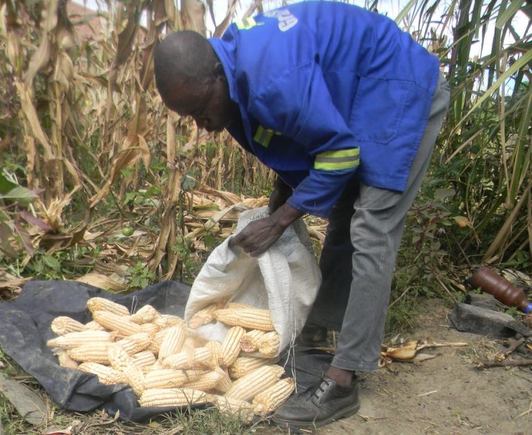 Economic chaos is causing a food security