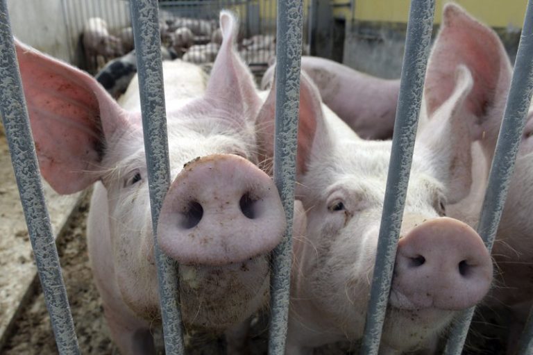 Govt bans importation of cattle, goats, sheep and pigs