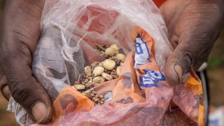 On brink of ‘man-made’ starvation, Zimbabweans struggling to cope