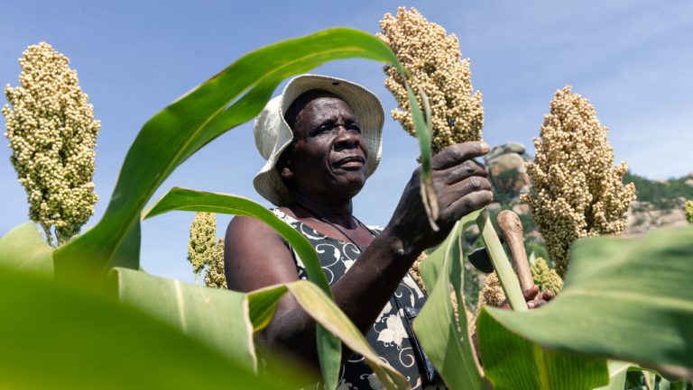 UN: Another poor harvest expected in Zimbabwe in 2020