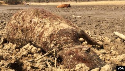 Drought, Economic Woes Empty Zimbabwe ‘Cattle Bank’
