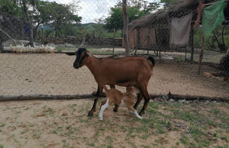 Uzumba embarks on goat breeding projects