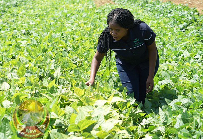 SeedCo Avails New Drought-Resistant Maize Seeds to Farmers