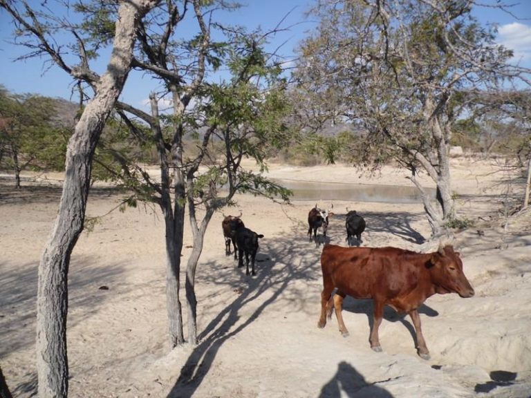 Govt to Resume Livestock Imports