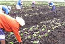 Govt to release $1.5bn for cotton farmers