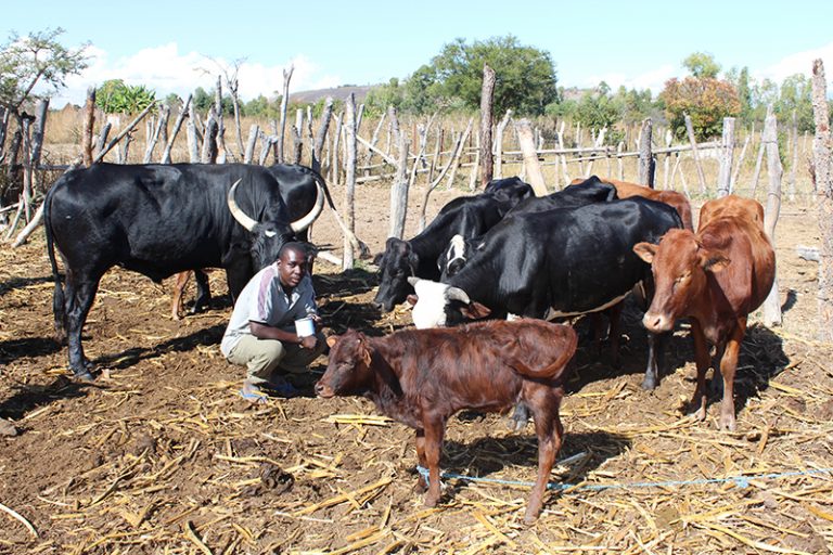 Southern Region Cattle Farmers Told To Destock As Drought Situation Worsens