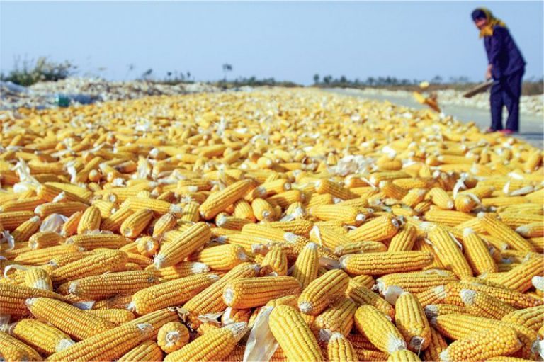 Zimbabwe Lifts Ban On GM Maize Imports To Avert Hunger