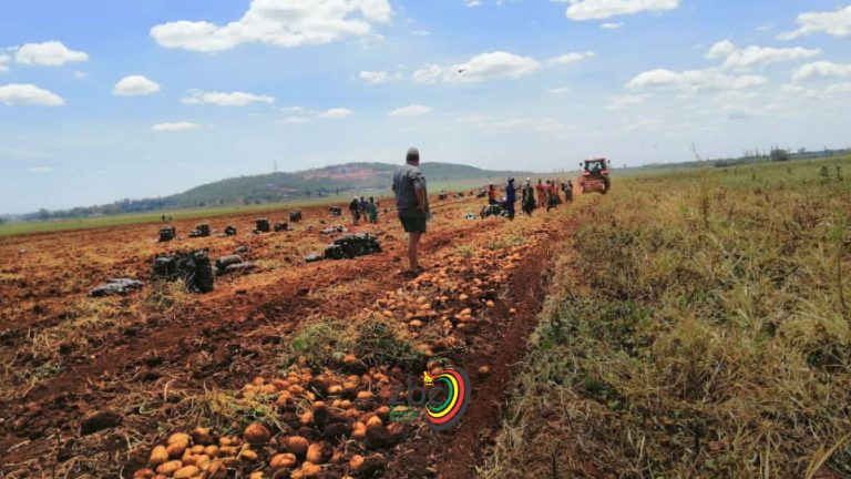 Local farmer thrives in potato production