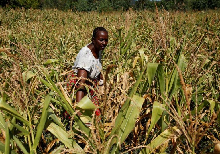 Zimbabwe’s CBZ bank issues bonds under scheme to raise funds for maize