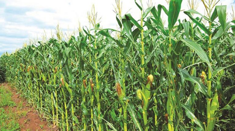 Maize meal price to remain at ZWL$70 per 10kg: Govt
