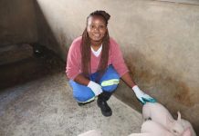 Zim Promotes Female Entrepreneurs To Strengthen Pork Industry