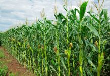 Masvingo targets over 300k winter maize production