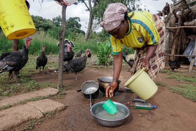 In a Nation of Farmers, Much of the Agricultural Land in Zimbabwe Lies Fallow