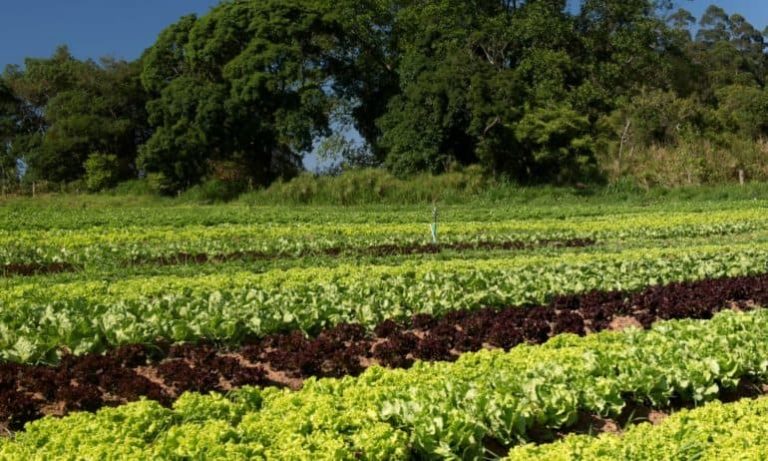 Youths call for national commitment to boost food security