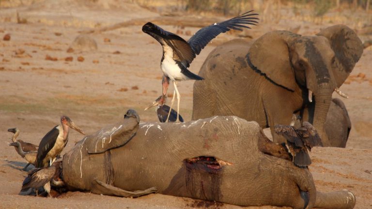 Zimbabwe has okayed a Chinese coal-mining pact at its top game reserve