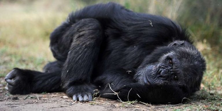 Zimbabwe Seizes Over 26 Apes Trafficked From DRC