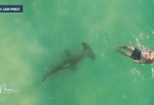 Hammerhead shark circles oblivious swimmer in Florida