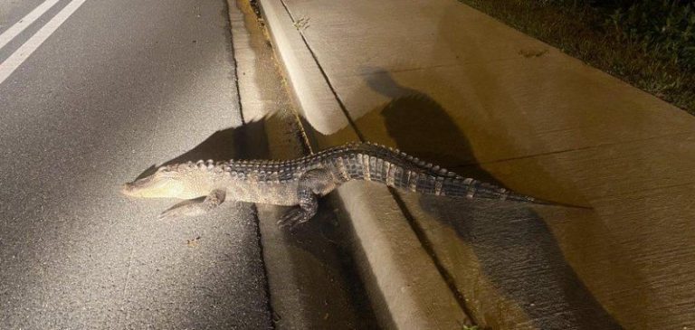 Alligator, driver uninjured after collision on Florida road