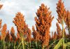 Farmers advised on climate Change, resilience and productivity