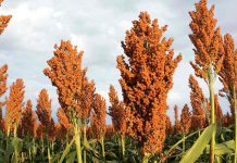 Farmers advised on climate Change, resilience and productivity