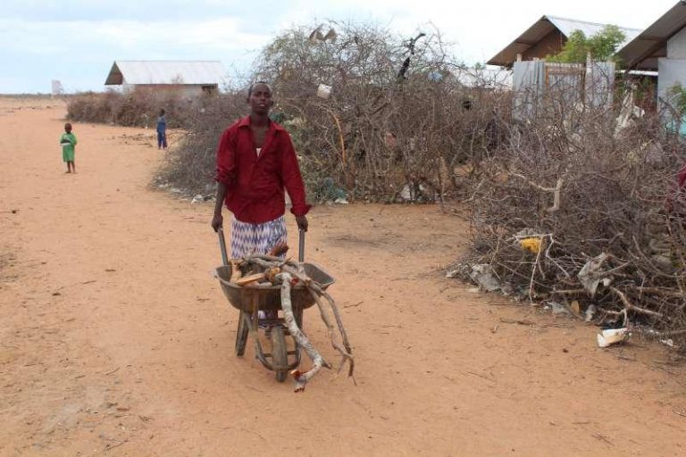 Why Zimbabwean Villagers Are Struggling With A False Scarcity Of Fuelwood