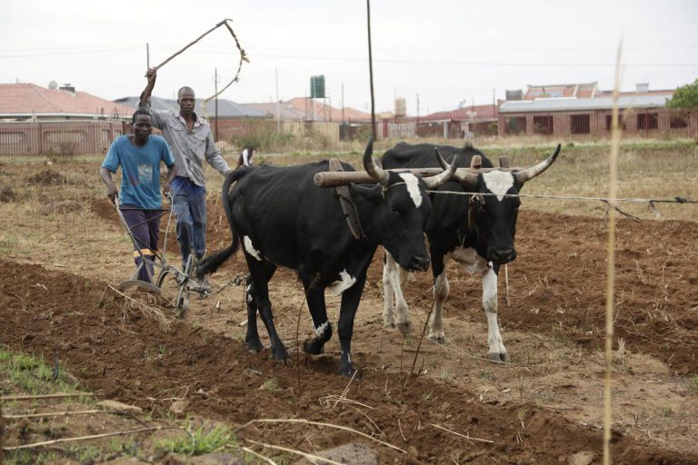 Farmers Panic Over Shortage Of Market Certified Maize Seed In Bulawayo