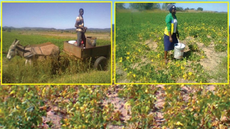 Chimwe-Chegato Irrigation Can Guarantee Food Security – Taka Zhou