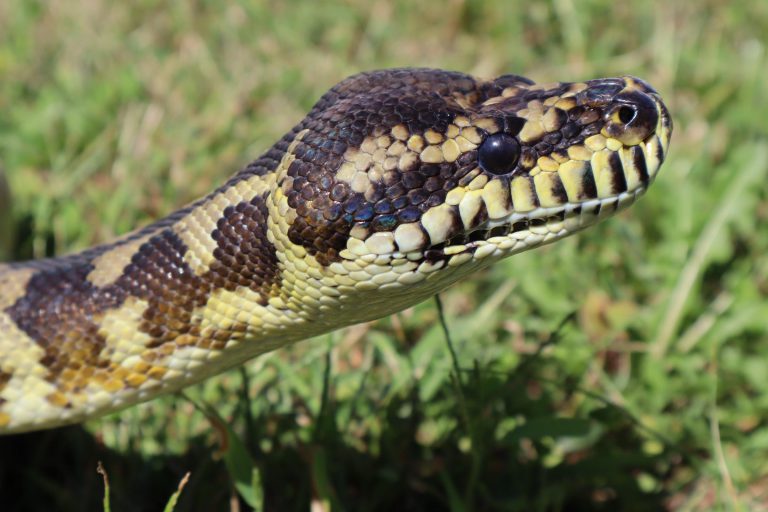 Pythons To Become New Menu Item In Florida