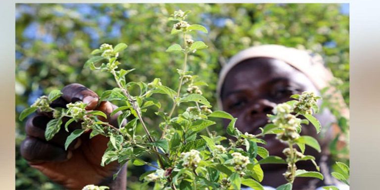 Health Minister Chiwenga On Use Of Zumbani, Moringa To Treat COVID-19