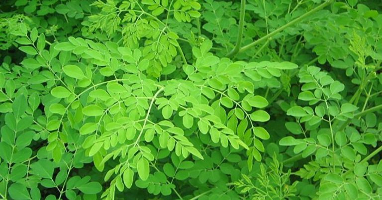The numerous benefits derived from the Moringa tree