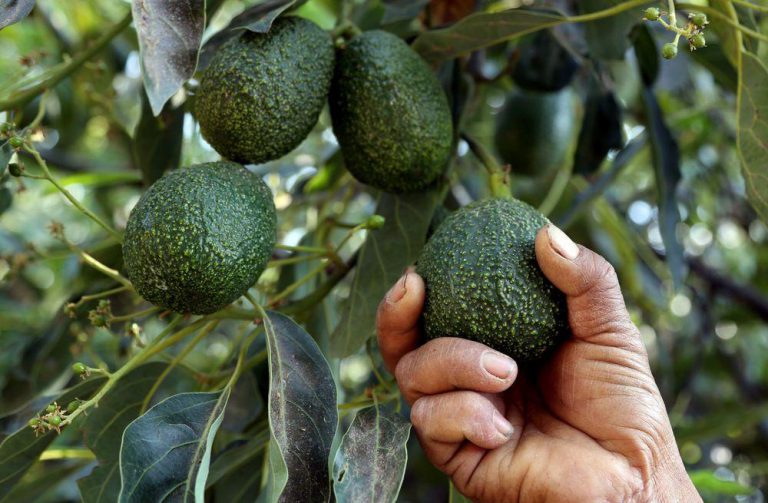 ZimTrade Urges Local Farmers To Tap Into Organic Foods Growth Potential