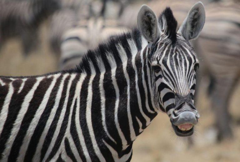 Bulawayo Man Arrested After Being Caught With Zebra Skin