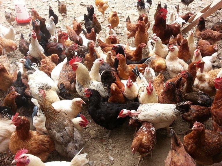 Young Agri-Entrepreneur Shines In Rural Zimbabwe