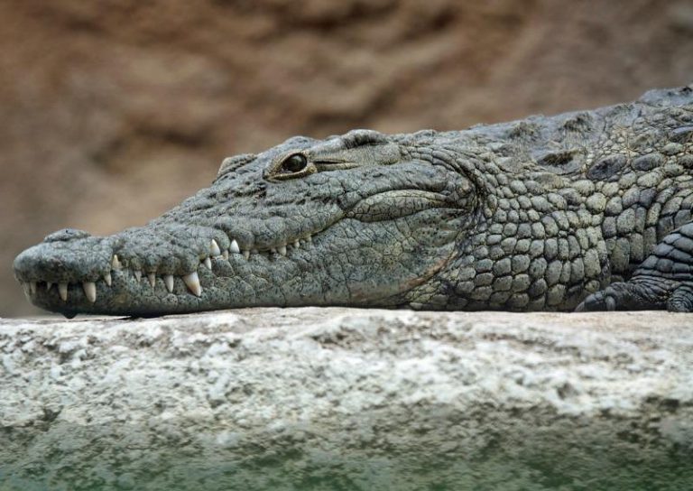 Crocodile Attacks, Kills 4-Year-Old Girl