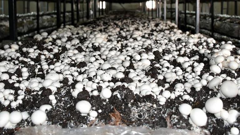 Mushroom Farming A New Way Of Life In Zimbabwe