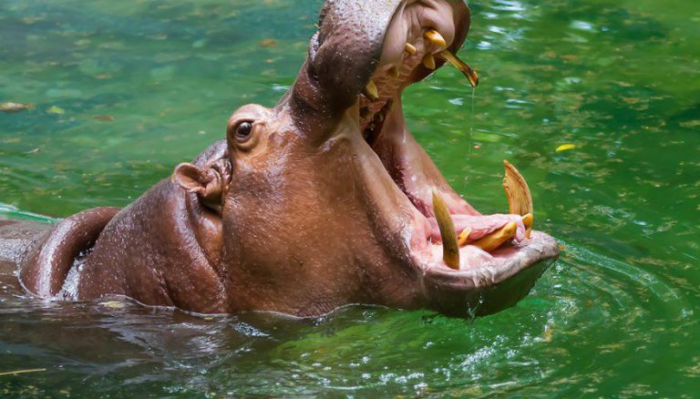 Binga Fisherman Drowns After Boat Attacked By Hippo