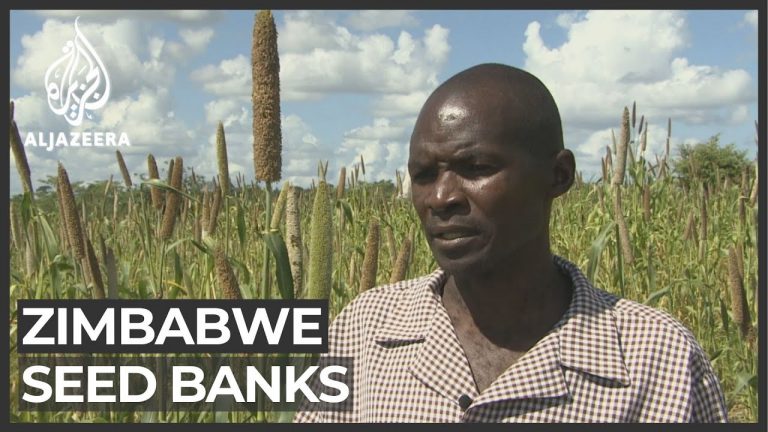 Seed banks in Zimbabwe set up to prepare for drought